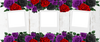 Rose 3 Image Photo Mug - Luxe Custom Designer
